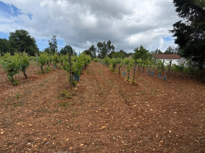 Terreno para Venda em Antuzede e Vil de Matos Foto 6