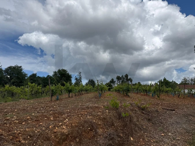Terreno para Venda em Antuzede e Vil de Matos Foto 7