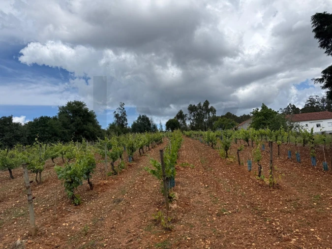 Terreno para Venda em Antuzede e Vil de Matos Foto 4