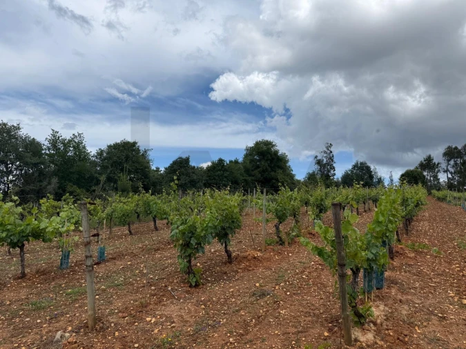 Terreno para Venda em Antuzede e Vil de Matos Foto 3