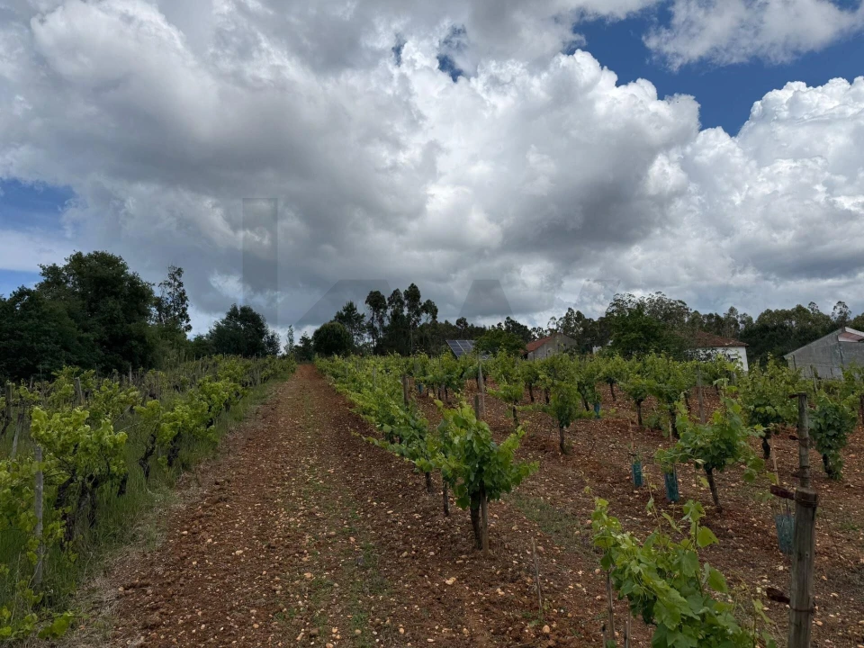 Terreno para Venda em Antuzede e Vil de Matos Foto 1