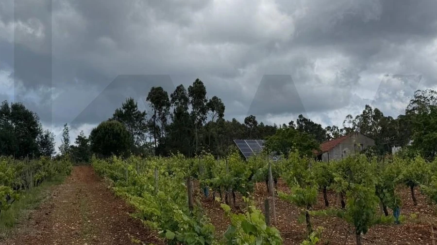Terreno para Venda em Antuzede e Vil de Matos