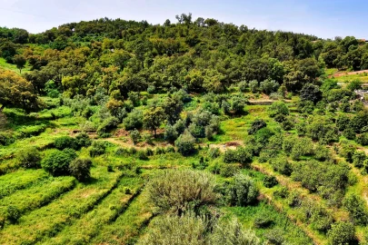 Terreno para Venda em Alferce