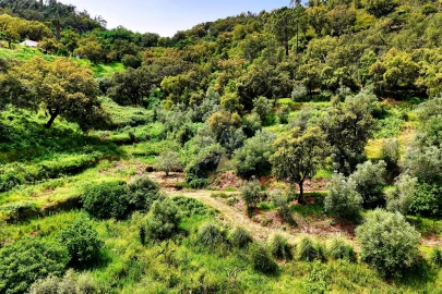 Terreno para Venda em Alferce