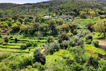 Terreno para Venda em Alferce