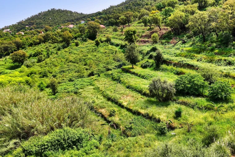 Terreno para Venda em Alferce Foto 11