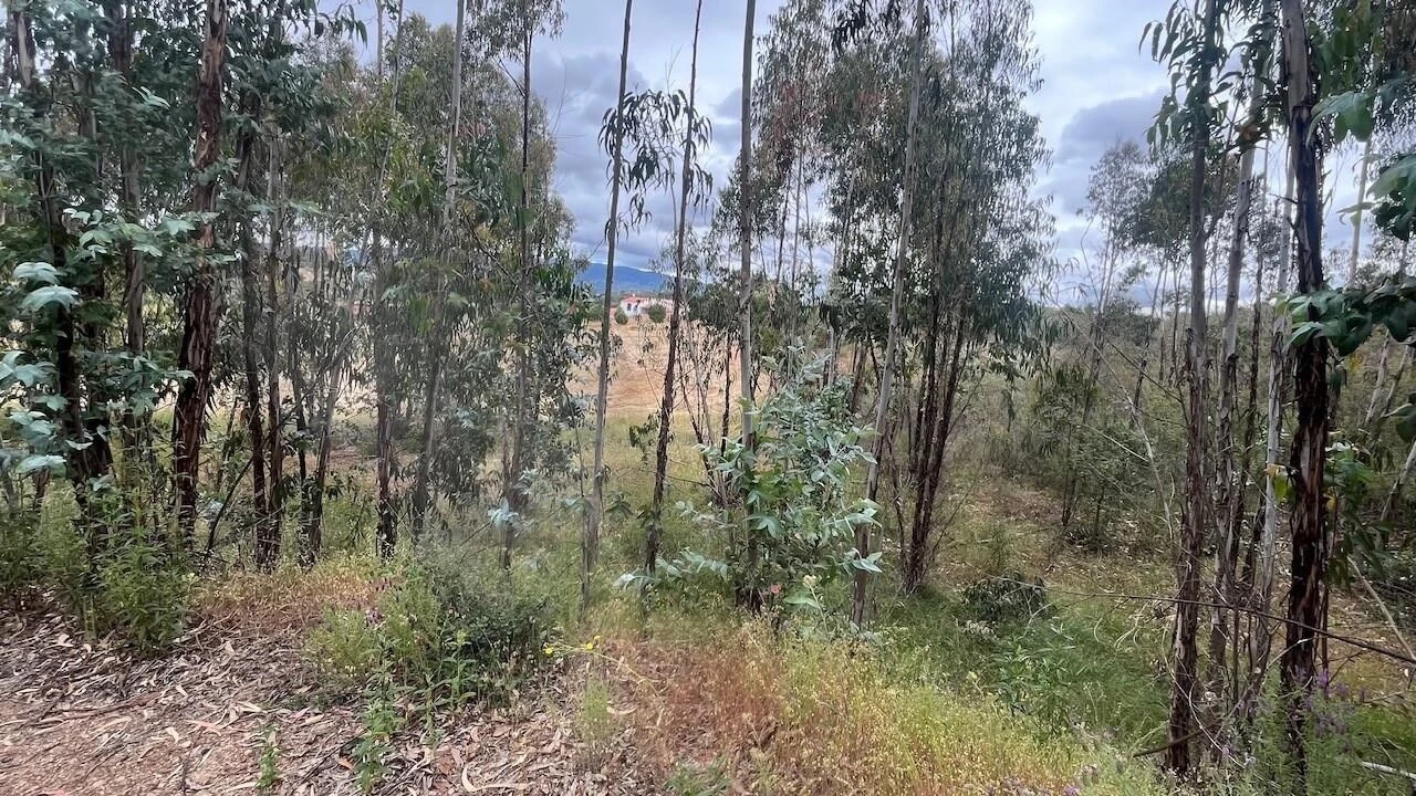 Terreno para Venda em Mexilhoeira Grande Foto 26