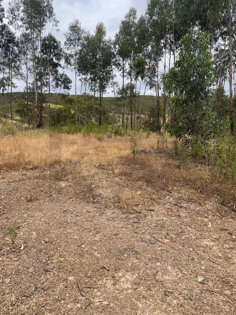 Terreno para Venda em Mexilhoeira Grande