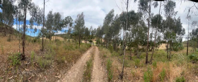 Terreno para Venda em Mexilhoeira Grande