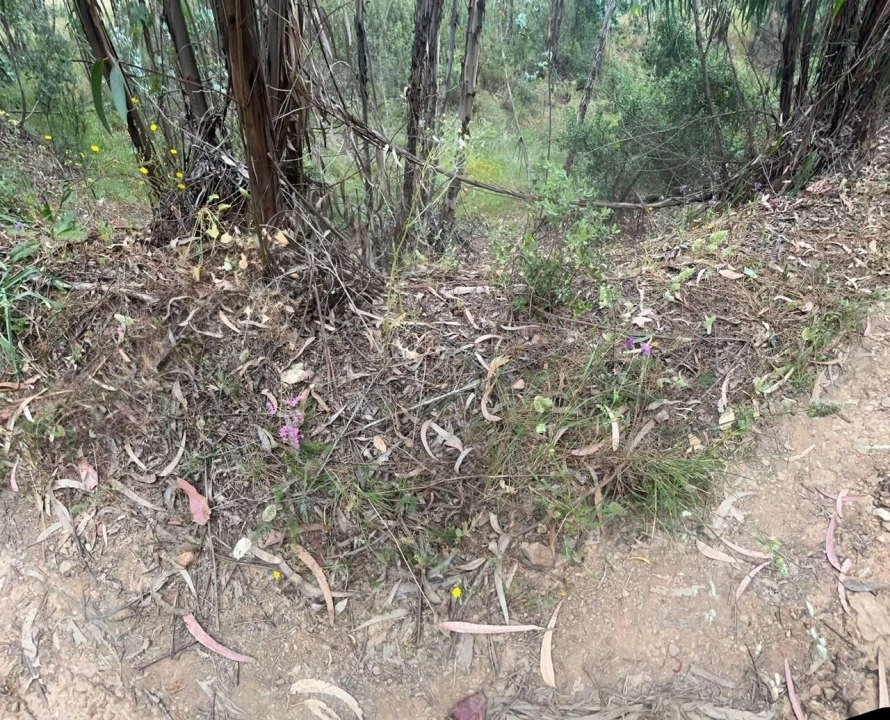 Terreno para Venda em Mexilhoeira Grande Foto 33
