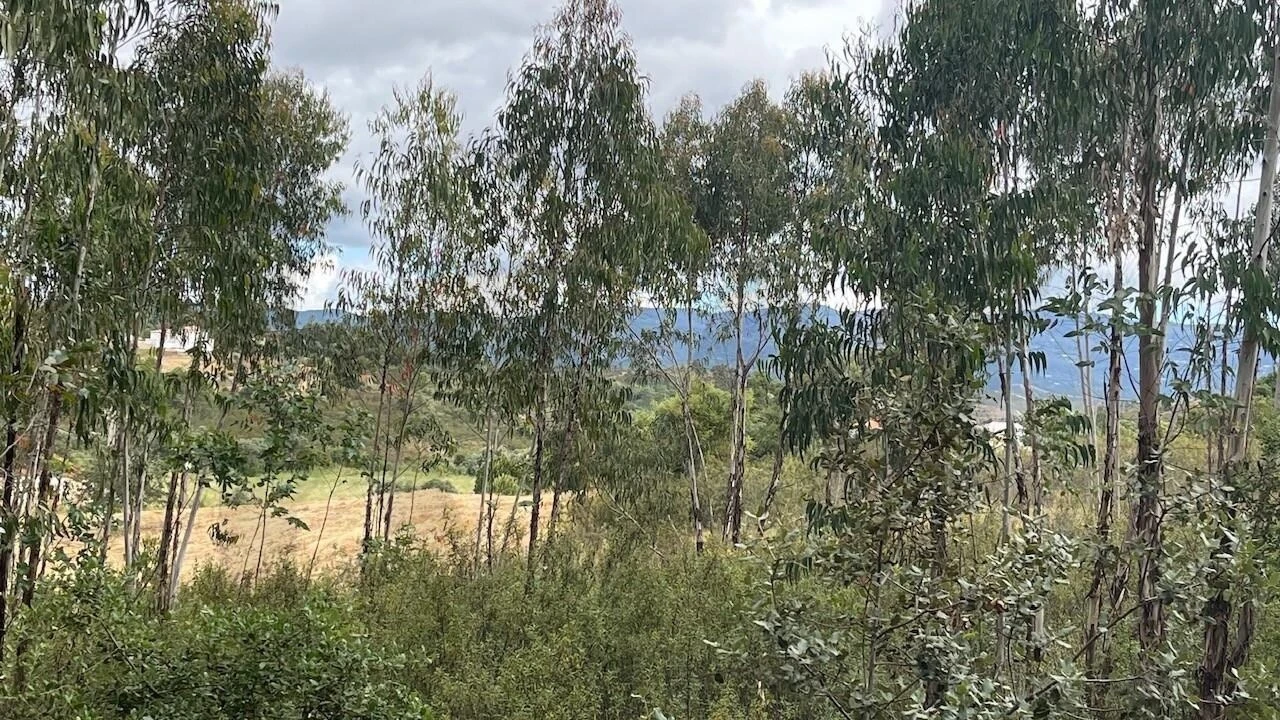 Terreno para Venda em Mexilhoeira Grande Foto 10