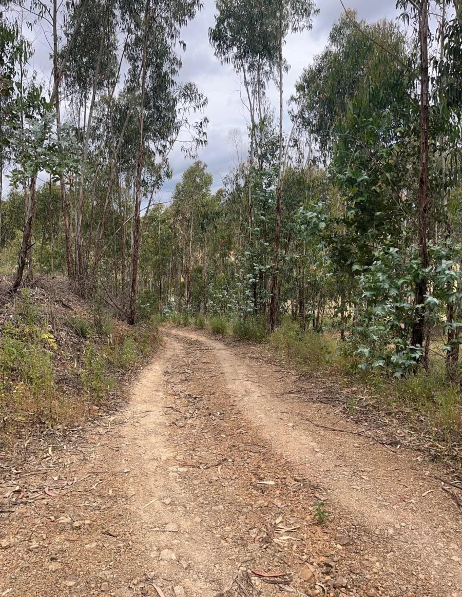 Terreno para Venda em Mexilhoeira Grande Foto 6