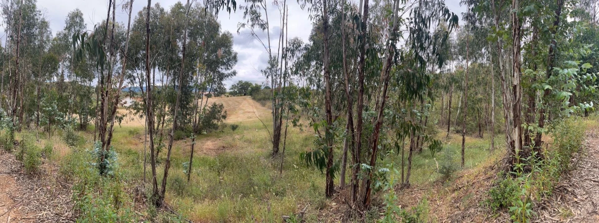 Terreno para Venda em Mexilhoeira Grande Foto 25