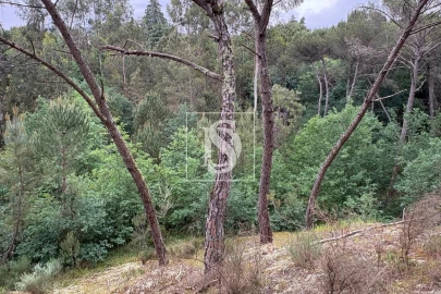 Terreno Agricola ou Rústico para Venda em Faíl e Vila Chã de Sá