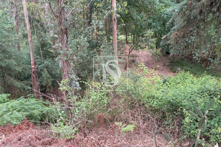 Terreno Agricola ou Rústico para Venda em Faíl e Vila Chã de Sá Foto 9