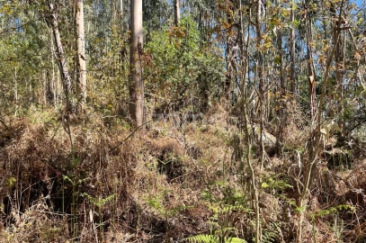 Terreno para Venda em Cerva e Limões