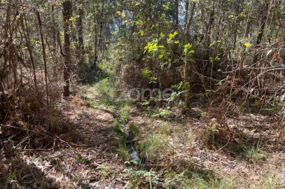 Terreno para Venda em Cerva e Limões