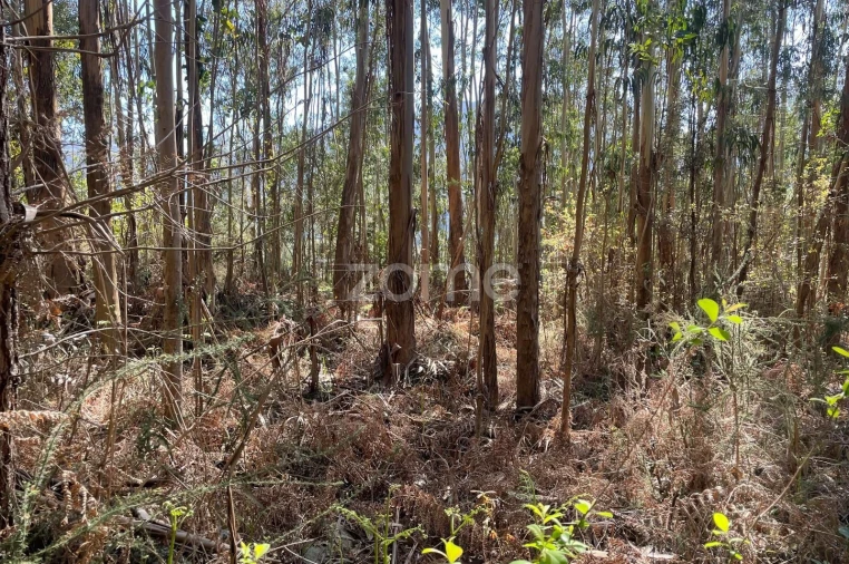 Terreno para Venda em Cerva e Limões Foto 5