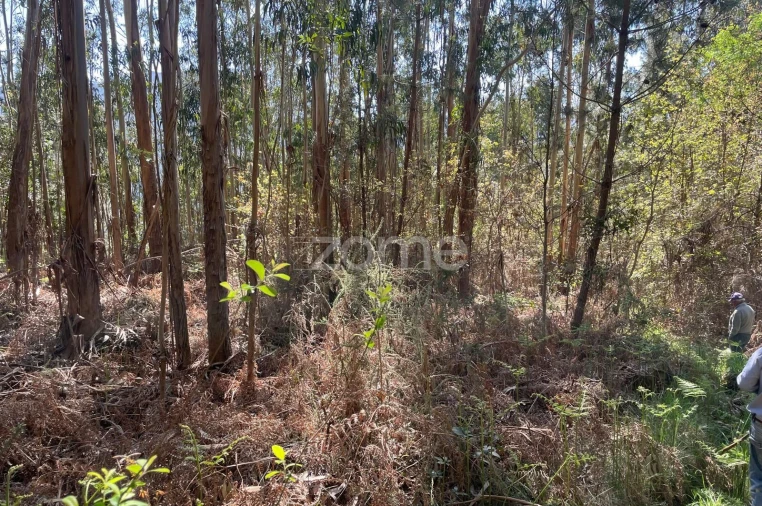 Terreno para Venda em Cerva e Limões Foto 6