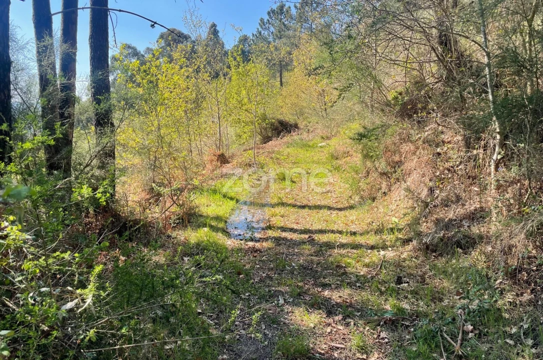 Terreno para Venda em Cerva e Limões Foto 14