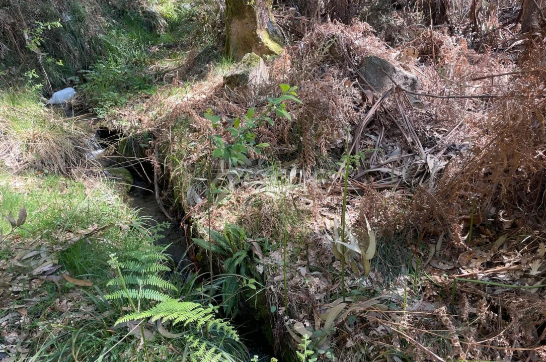 Terreno para Venda em Cerva e Limões Foto 8