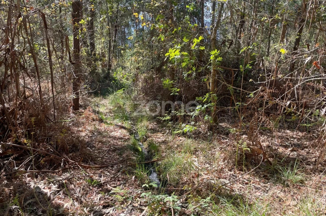 Terreno para Venda em Cerva e Limões Foto 13
