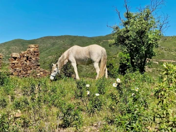 Terreno para Venda em Santa Catarina da Fonte do Bispo