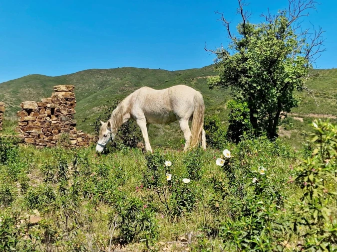 Terreno para Venda em Santa Catarina da Fonte do Bispo Foto 4