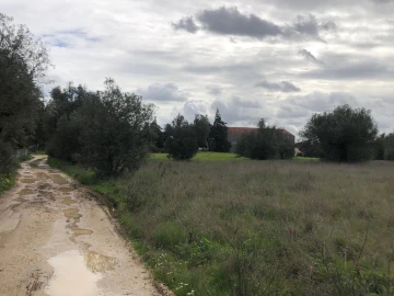 Terreno para Venda em Alcanena e Vila Moreira