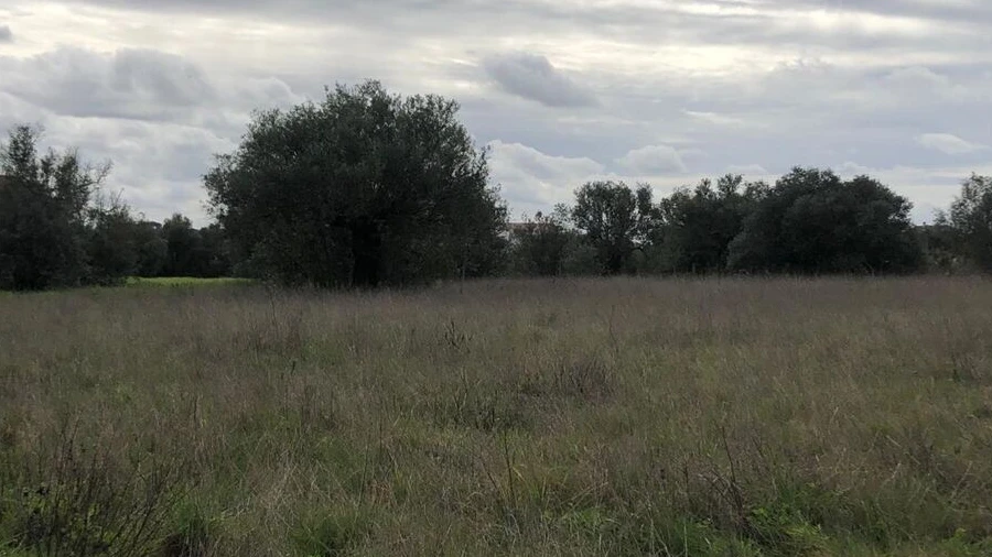 Terreno para Venda em Alcanena e Vila Moreira