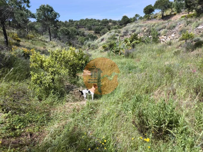 Terreno para Venda em Vila Nova de Cacela Foto 32