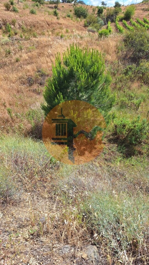 Terreno para Venda em Odeleite