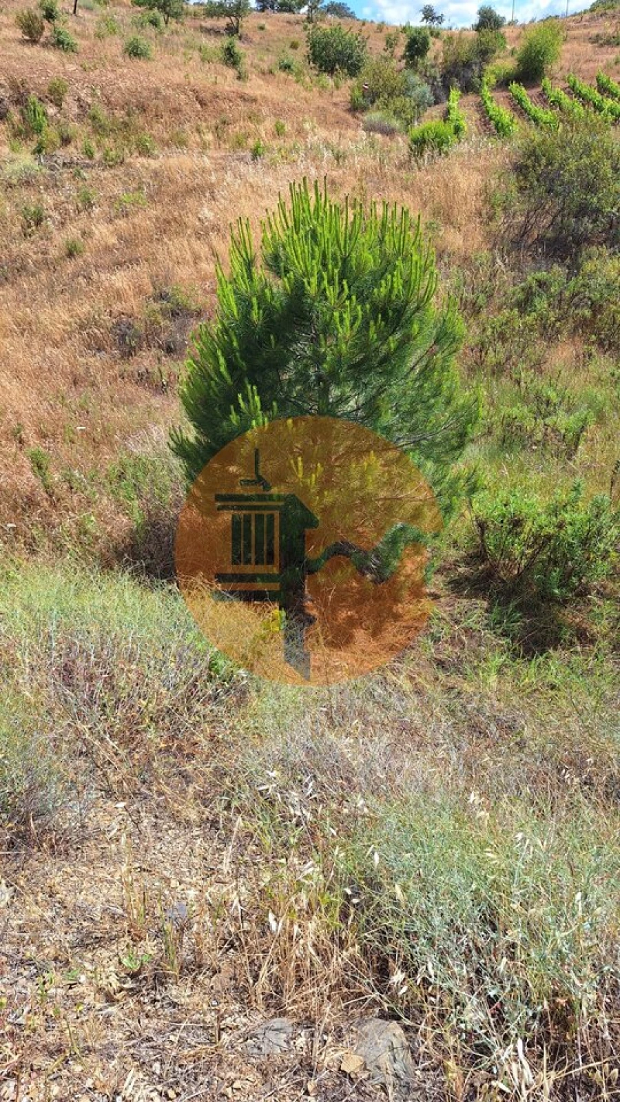 Terreno para Venda em Odeleite Foto 7