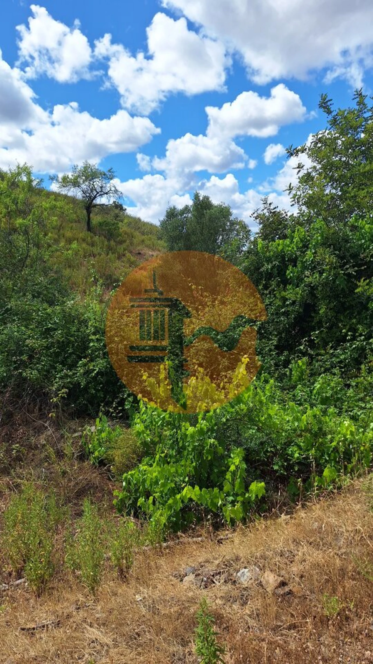 Terreno para Venda em Odeleite Foto 2