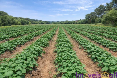 Terreno para Venda em Rogil