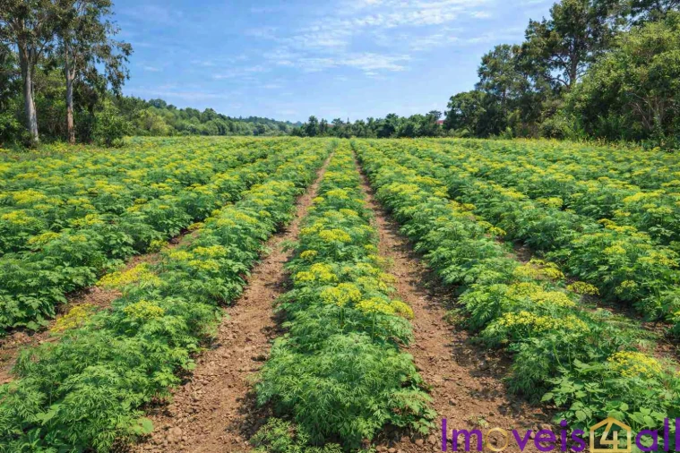 Terreno para Venda em Rogil Foto 15