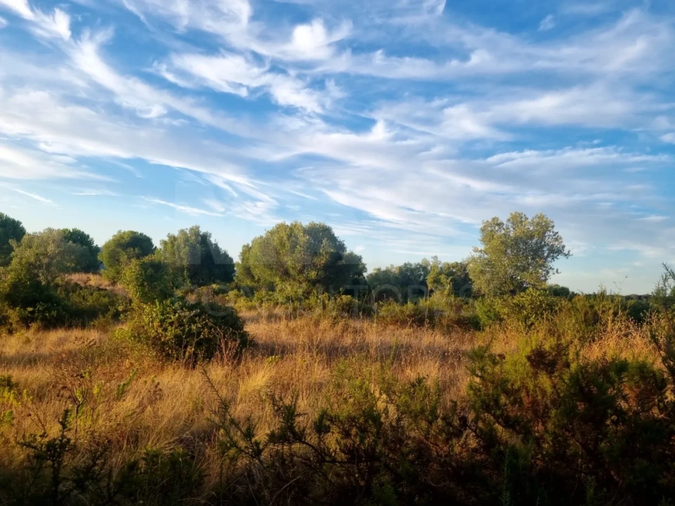 Terreno para Venda em Torres Novas (São Pedro), Lapas e Ribeira Branca Foto 2