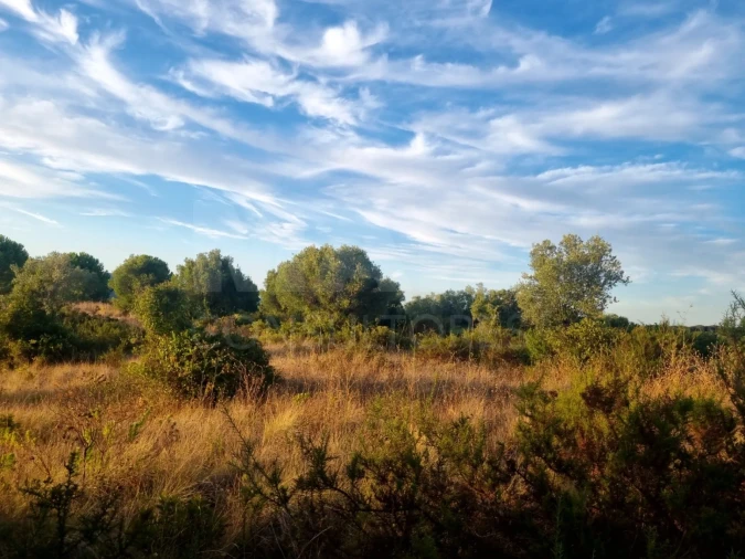 Terreno para Venda em Torres Novas (São Pedro), Lapas e Ribeira Branca Foto 2