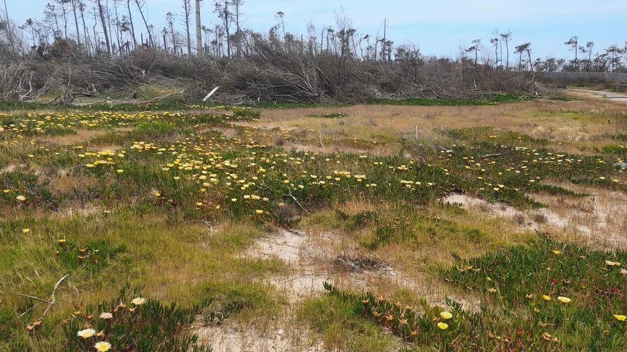 Terreno para Venda em Pataias e Martingança