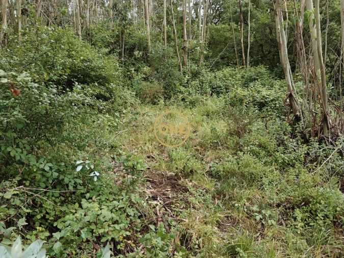Terreno para Venda em Enxara do Bispo, Gradil e Vila Franca do Rosário Foto 17