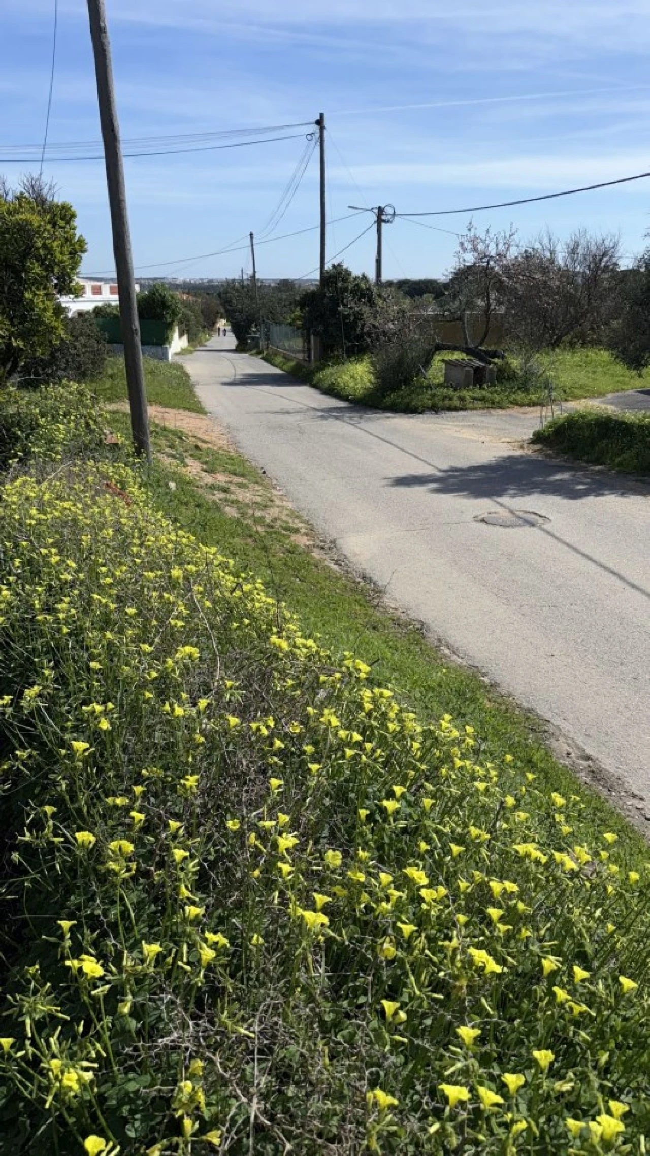 Terreno Agricola ou Rústico para Venda em Albufeira e Olhos de Água Foto 1