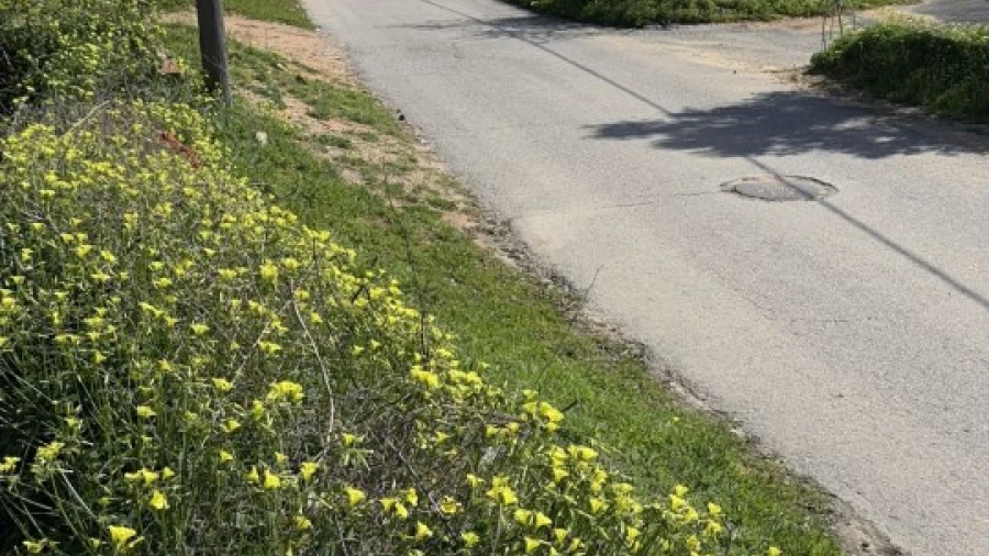 Terreno Agricola ou Rústico para Venda em Albufeira e Olhos de Água