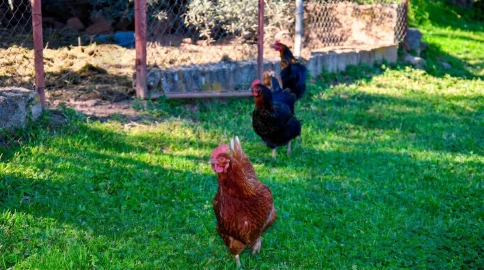 Quinta T9 para Venda em Vale de Prazeres e Mata da Rainha