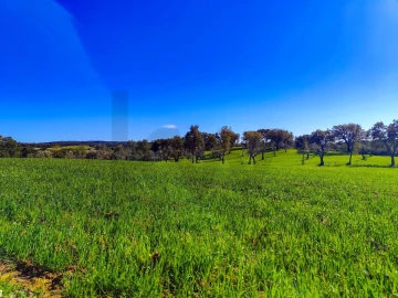 Quinta T9 para Venda em Vale de Prazeres e Mata da Rainha