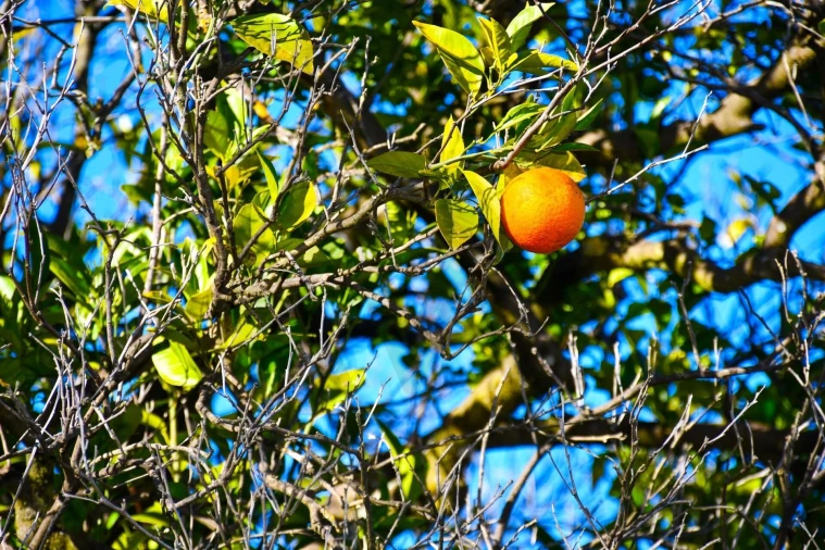Quinta T9 para Venda em Vale de Prazeres e Mata da Rainha Foto 98