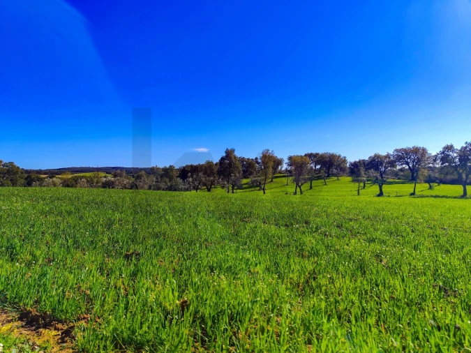 Quinta T9 para Venda em Vale de Prazeres e Mata da Rainha Foto 100