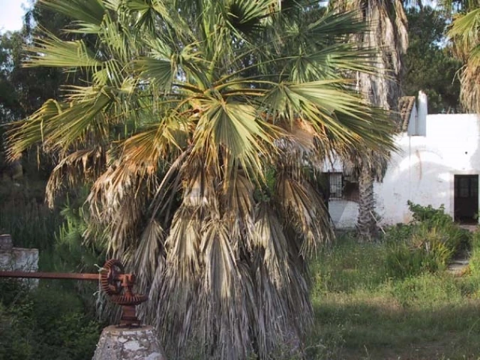 Quinta T0 para Venda em Montenegro Foto 6