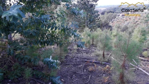 Terreno para Venda em Sertã
