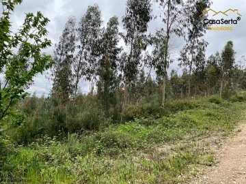 Terreno para Venda em Cernache do Bonjardim, Nesperal e Palhais
