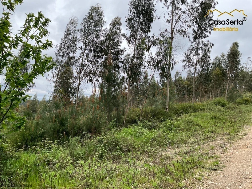 Terreno para Venda em Cernache do Bonjardim, Nesperal e Palhais Foto 3